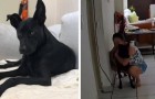 Het baasje stelt haar hondje gerust tijdens een aardbeving van 6,5 op de schaal van Richter (+ VIDEO)