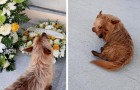 Perro recorre 2 km todos los días para ir al cementerio: visita la tumba de su dueño