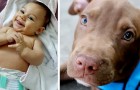 Pitbull grijpt pasgeboren baby bij de luier en redt haar uit het huis dat in brand stond (+ VIDEO)