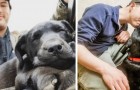 Ragazzo sordo adotta un cucciolo di Labrador e scopre che è sordo anche lui: 
