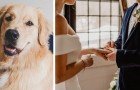 Elle interdit à sa sœur d'amener son chien thérapeutique au mariage parce que le marié en a peur : la polémique éclate
