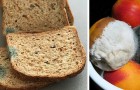 Beschimmeld voedsel: geleerden vertellen ons waarom we de 