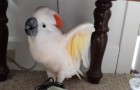 They have to take their parrot to the vet: his reaction makes them die laughing!!