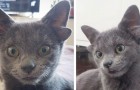 Het kitten geboren met 4 oren is de nieuwe ster op Instagram geworden