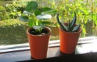 Scopri le dritte utili per aiutare le piante in casa a superare l'inverno nel modo migliore