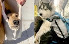16 fotos de personas que han decidido poner en la cartera a sus perros para no dejarlos solos en la casa