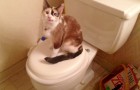 ¿Por qué los gatos nos siguen a menudo al baño? Algunas de las respuestas más comunes