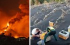 Des milliers d'abeilles retrouvées vivantes sous des cendres volcaniques aux îles Canaries : elles avaient été enterrées pendant 50 jours (+VIDEO)