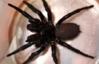 Megaspider gedoneerd aan een dierentuin, een zeer giftige spin die met zijn hoektanden een nagel kan doorboren