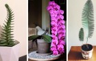 Un piccolo giardino in casa: 15 piante d'appartamento in grado di abbellire anche lo spazio più anonimo