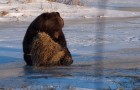 A bear runs into a hay bale: what happens shortly after is ADORABLE !