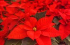 Video Giardinaggio