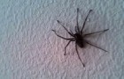Encontra uma aranha na parede da sala, mas espere até ver a sala inteira...