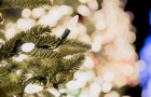 Weihnachtslichter: einige simple Ratschläge, um sie richtig auf euren Baum anzubringen