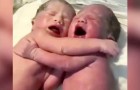 Neugeborene Zwillinge weinen bitterlich, bis sie sich umarmen (+ VIDEO)