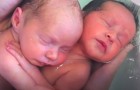 Des jumeaux nouveau-nés se câlinent dans le bain comme s'ils étaient encore dans le ventre de leur mère