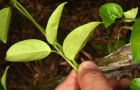Hirntumor: Italienisches Forscherteam entdeckt eine Pflanze, die helfen kann, ihn zu stoppen