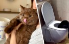 Abitare con un gatto: 17 foto ci dimostrano che è un'esperienza da fare almeno una volta nella vita
