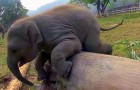 Ein kleiner Elefant kämpft gegen einen Baumstamm: Genießt diesen witzigen Kampf!