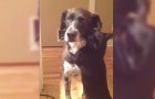 After waiting 10 long days, his friend comes back home...this is his sweet reaction ! 