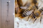 Sie renovieren ihr Haus und finden 80.000 Bienen und 45 kg Honig in der Duschwand
