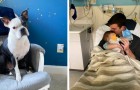 Hund rettet ein kleines Mädchen, das mitten in der Nacht zu atmen aufgehört hatte