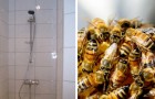 Restructuring the bathroom uncovers 80,000 bees nesting in their shower wall