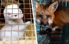 L'Italia vieta finalmente gli allevamenti di animali da pelliccia: è il ventesimo Paese in Europa