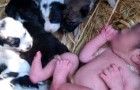 Encuentran una recién nacida abandonada entre los cachorros: la mantuvieron al calor por toda la noche