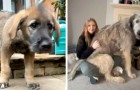 Hon adopterar en hundvalp utan att veta att den kommer att bli en av de största hundarna i världen