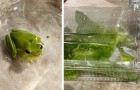 Compra un pacco di insalata e ci trova dentro una piccola rana: ora è il suo animale domestico (+VIDEO)