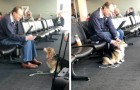 Hond troost een rouwende oude man terwijl hij wacht op de luchthaven (+ VIDEO)
