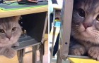video med Katter