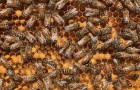 Een imker publiceert de afbeelding van een bijenkorf: kun jij de bijenkoningin vinden?