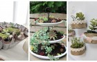 Trova l'idea più scenografica per arredare con brio usando composizioni di piante succulente