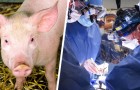 Een varkenshart is getransplanteerd in een ernstig zieke man: het is de eerste keer in de geschiedenis
