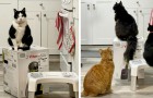 Cat owner asks company to send her empty boxes because her felines took over the original package