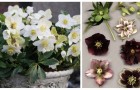 Fiori invernali: scopri come coltivare l'elleboro, una pianta facile e resistente