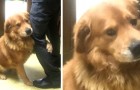 Hond kan niet stoppen met het knuffelen van de persoon die hem heeft gered (+ VIDEO)