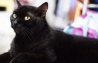 Ritrova il gatto scomparso da 8 mesi: ha riconosciuto il suo miagolio durante una telefonata