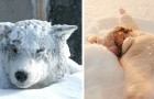 10-jarig meisje overleeft een nacht bij -11°C terwijl ze een zwerfhond omhelst