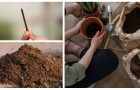 Chiodi nel terreno: funzionano davvero per nutrire le piante? Scopri come dare loro il ferro necessario