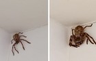 Ze opent het douchegordijn en ontdekt een gigantische spin op de muur: vrouw is doodsbang