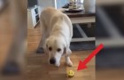 Ein Hund probiert aus Versehen eine Zitrone: Seine Reaktion wird euch zum Lachen bringen