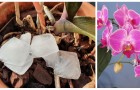 Innaffiare le orchidee con cubetti di ghiaccio: funziona davvero? E come si fa?