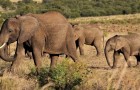 Un elefante africano dà alla luce due gemelli: un evento raro che non si vedeva da decenni