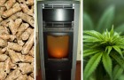 Hennep pellets: het meest ecologische en economische alternatief voor hout voor thuisverwarming