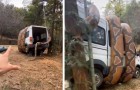 Un gigantesque serpent enveloppe une camionnette et sème la panique : la vidéo qui a choqué le web