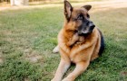 German Shepherd inherits € 360 million euros ($ 412 million dollars) and becomes one of the richest dogs in the world