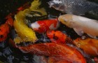 Creato il primo pesce d'acqua dolce privo di lische: potrebbe rivoluzionare l'industria ittica